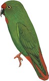 Sangihe Hanging Parrot Illustration