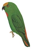 Orange-fronted Hanging Parrot Illustration