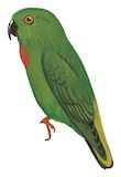 Bismarck Hanging Parrot Illustration