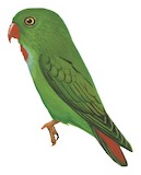 Pygmy Hanging Parrot Illustration