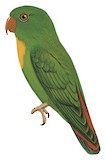 Yellow-throated Hanging Parrot Illustration