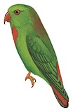 Wallace's Hanging Parrot Illustration