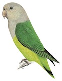 Grey-headed Lovebird Illustration