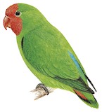 Red-headed Lovebird Illustration