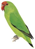 Black-winged Lovebird Illustration