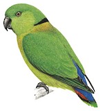 Black-collared Lovebird Illustration