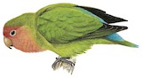 Rosy-faced Lovebird Illustration