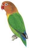 Fischer's Lovebird Illustration