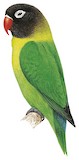 Yellow-collared Lovebird Illustration