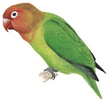 Lilian's Lovebird Illustration