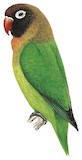 Black-cheeked Lovebird Illustration