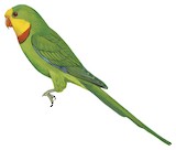 Superb Parrot Illustration