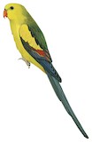 Regent Parrot Illustration