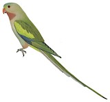 Princess Parrot Illustration