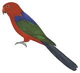 Moluccan King Parrot Illustration