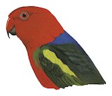 Papuan King Parrot Illustration