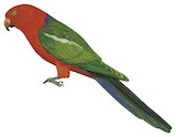 Australian King Parrot Illustration