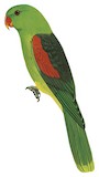 Red-winged Parrot Illustration