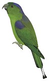 Buru Racket-tail Illustration