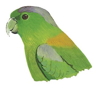 Golden-mantled Racquet-tail - Prioniturus platurus - Birds of the World