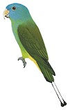 Blue-headed Racket-tail Illustration