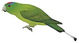 Blue-winged Racket-tail Illustration