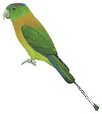 Yellow-breasted Racket-tail Illustration