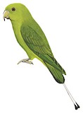 Green Racket-tail Illustration