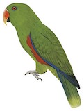 Papuan Eclectus Illustration