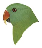 Tanimbar Eclectus Illustration