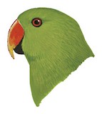 Moluccan Eclectus Illustration