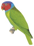 Red-cheeked Parrot Illustration