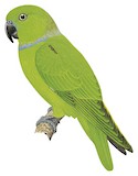 Blue-collared Parrot Illustration