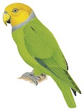 Song Parrot Illustration