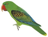 Great-billed Parrot Illustration