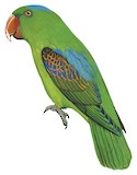 Blue-naped Parrot Illustration