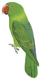 Blue-backed Parrot Illustration