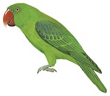 Azure-rumped Parrot Illustration