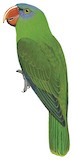 Black-lored Parrot Illustration