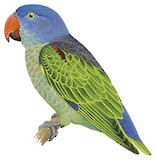 Blue-rumped Parrot Illustration