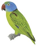 Simeulue Parrot Illustration