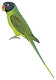 Slaty-headed Parakeet Illustration