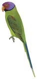 Blossom-headed Parakeet Illustration