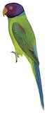 Plum-headed Parakeet Illustration