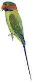 Long-tailed Parakeet Illustration