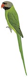 Nicobar Parakeet Illustration