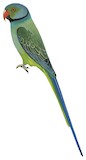 Blue-winged Parakeet Illustration