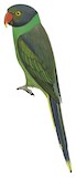 Layard's Parakeet Illustration