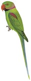 Alexandrine Parakeet Illustration