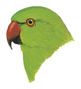 Psittacula krameri krameri